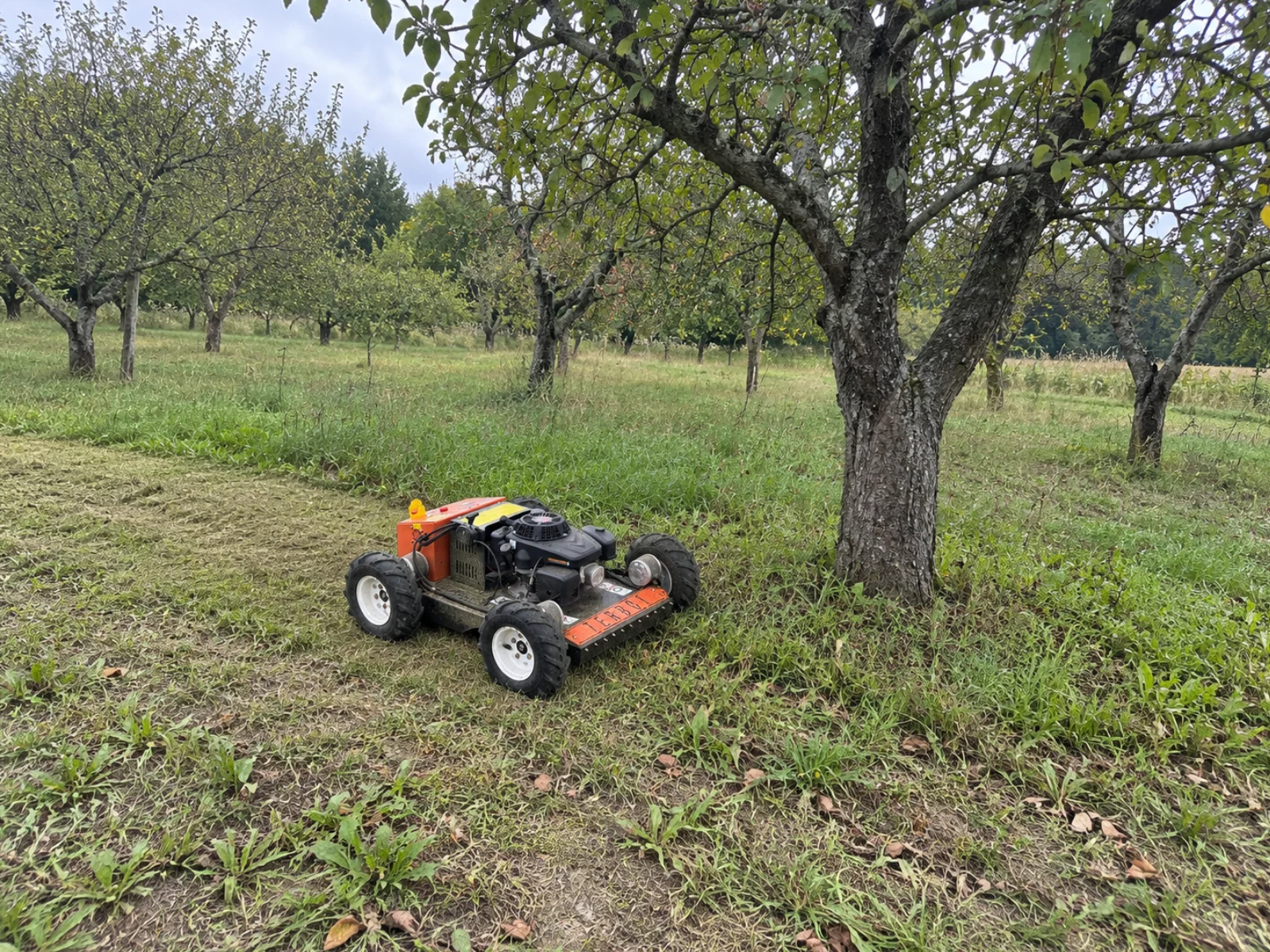 Kompaktowa kosiarka TERBOT M55 Mini w sadzie, winnicy lub przy instalacji fotowoltaicznej